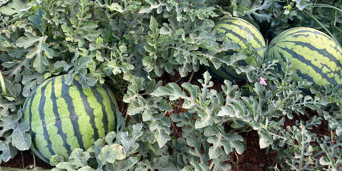 Anguria gialla, un mix di produttività e gusto